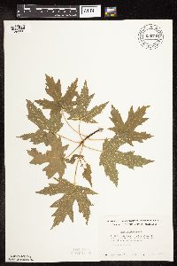 Acer saccharinum image