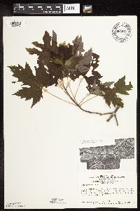 Acer saccharinum image