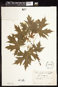 Acer saccharinum image