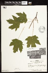 Acer saccharinum image