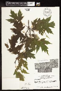 Acer saccharinum image