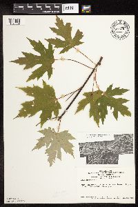 Acer saccharinum image