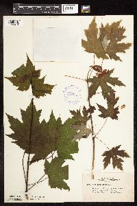Acer saccharinum image