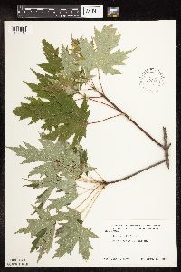 Acer saccharinum image