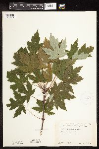 Acer saccharinum image