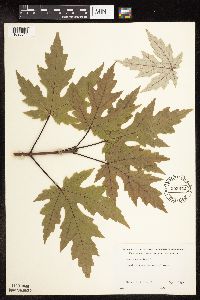Acer saccharinum image