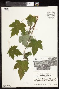 Acer saccharinum image