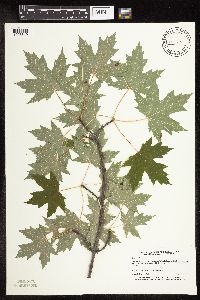 Acer saccharinum image