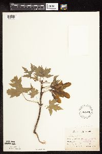 Acer saccharinum image