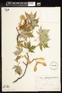 Acer saccharinum image