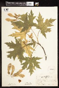 Acer saccharinum image