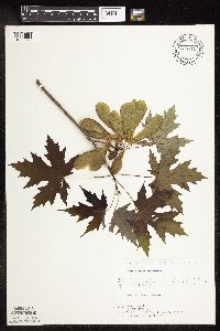 Acer saccharinum image