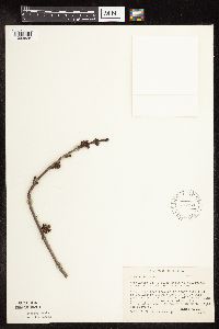 Acer saccharinum image