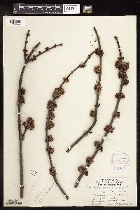 Acer saccharinum image
