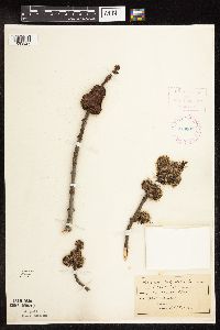 Acer saccharinum image