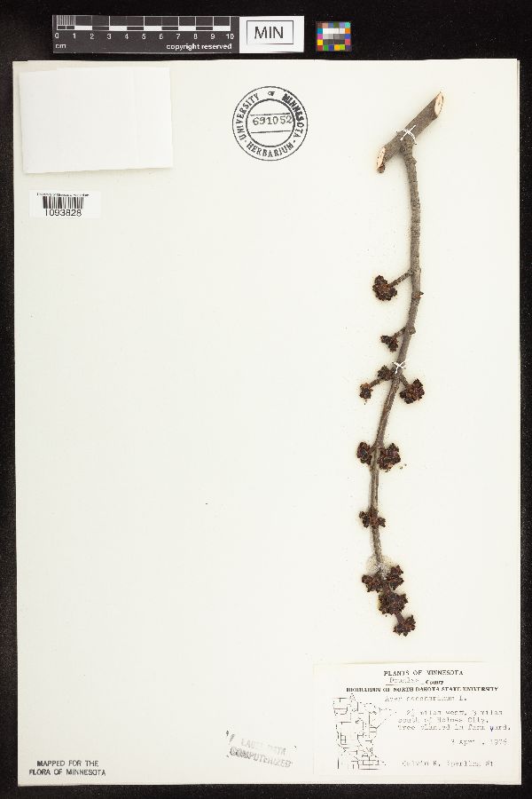 Acer saccharinum image