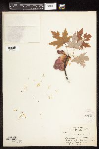 Acer saccharinum image