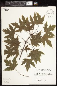 Acer saccharinum image