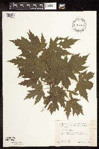 Acer saccharinum image