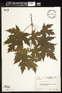 Acer saccharinum image