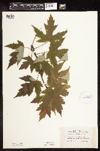 Acer saccharinum image