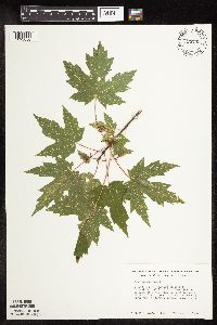 Acer saccharinum image