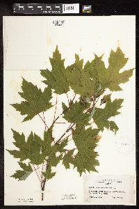 Acer saccharinum image