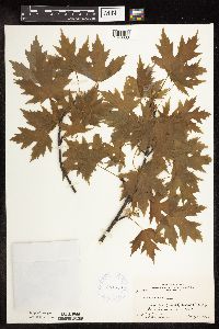 Media resource of Acer saccharinum