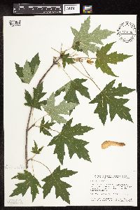 Acer saccharinum image