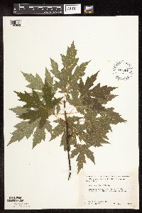 Acer saccharinum image