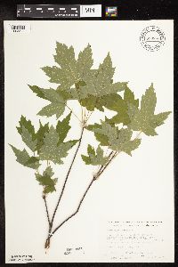 Acer saccharinum image