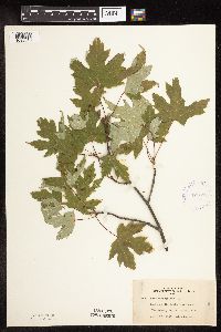 Acer saccharinum image