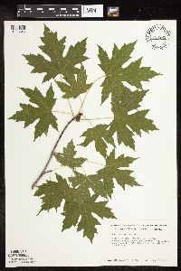 Acer saccharinum image