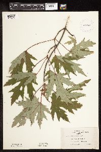 Acer saccharinum image