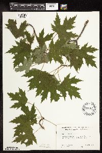 Acer saccharinum image