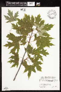 Acer saccharinum image