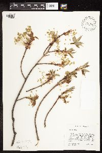 Acer saccharum image