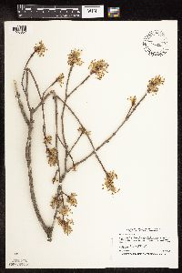 Acer saccharum image