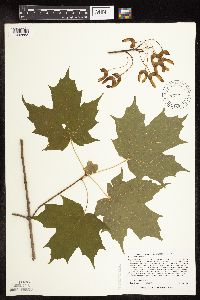 Acer saccharum image