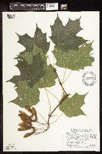 Acer saccharum image