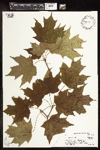 Acer saccharum image