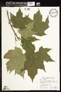 Acer saccharum image