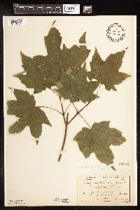 Acer saccharum image