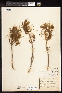 Acer saccharum image