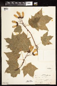 Acer saccharum image
