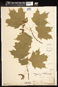 Acer saccharum image