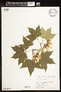 Acer saccharum image