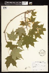 Acer saccharum image