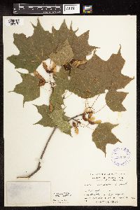 Acer saccharum image