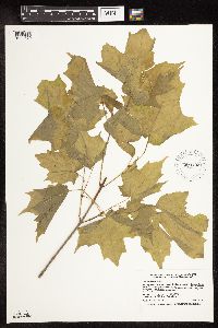 Acer saccharum image